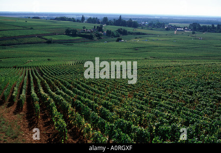 Berühmten grand Cru und premier Cru Weinbergen und Dorf Aloxe Corton, Côte de Beaune, Burgund, Frankreich Stockfoto