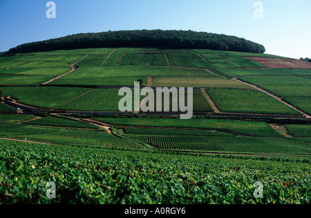 Berühmten grand Cru und premier Cru Weinbergen Aloxe Corton, Côte de Beaune, Burgund, Frankreich Stockfoto