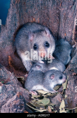 Essbare Siebenschläfer Stockfoto