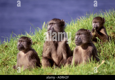 Chacma Paviane im Kruger Nationalpark in Südafrika sie suchen alle gespannt in eine Richtung Stockfoto