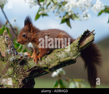 Eichhörnchen Stockfoto