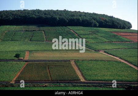 Gefeiert, grand Cru und premier Cru Weinbergen Aloxe Corton, Côte de Beaune, Burgund, Frankreich Stockfoto