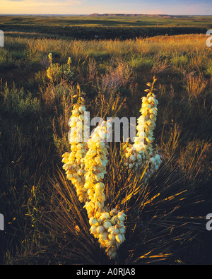 Yucca bei Sonnenuntergang Badlands Nationalpark South Dakota Stockfoto