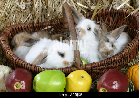 Hängeohrigen Zwerg Kaninchen Stockfoto