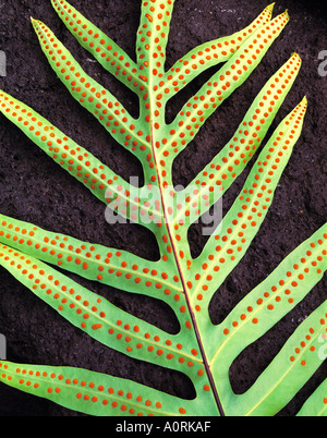 Farn Muster Wailau Tal Insel Molokai Hawaii Stockfoto