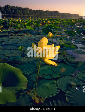 Sommer amerikanischen Lotus erblüht auf De Soto Lake Missouri Fluß De Soto National Wildlife Refuge Iowa Stockfoto