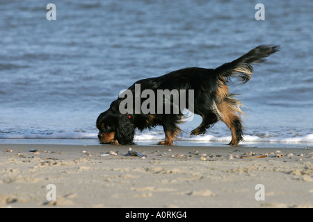 Cavalier King Charles Spaniel Stockfoto
