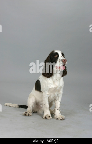 Englisch Springer Spaniel Stockfoto