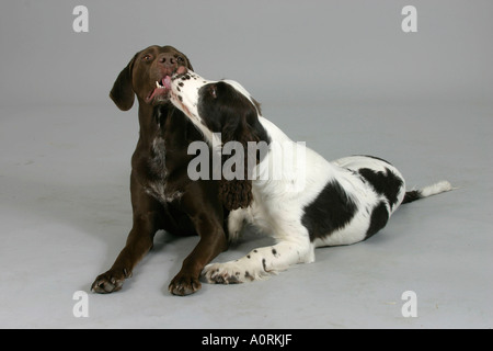 Deutscher Kurzhaariger Vorstehhund und English Springer Spaniel Stockfoto