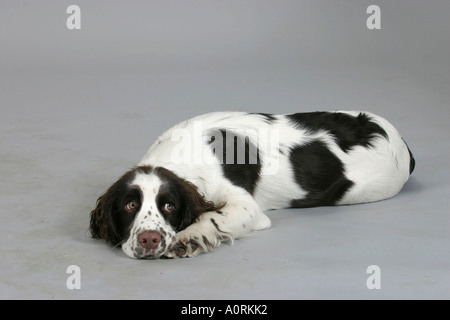 Englisch Springer Spaniel Stockfoto