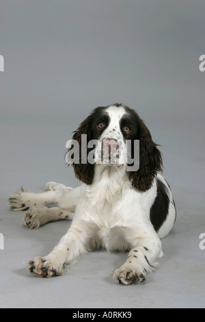 Englisch Springer Spaniel Stockfoto