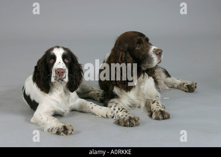 Englisch Springer Spaniel Stockfoto