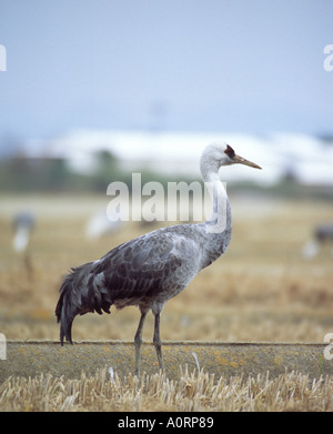 Mit Kapuze Kran. Japan. Stockfoto