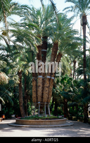 "Palmera Imperial" Palm / Elche / Palme "Palmera Imperial" Stockfoto