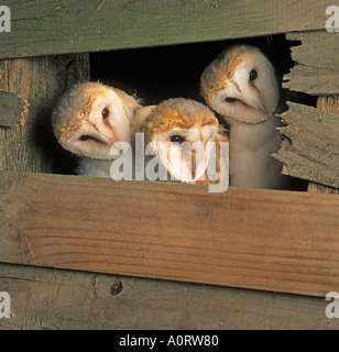 Drei junge Schleiereule Tyto alba im Nest in der landwirtschaftlichen Gebäude Stockfoto