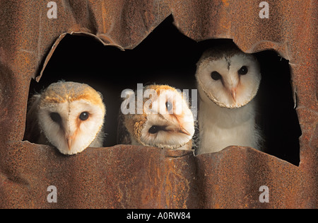 Drei junge Schleiereule Tyto alba im Nest in der landwirtschaftlichen Gebäude Stockfoto