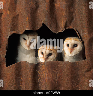 Drei junge Schleiereule Tyto alba im Nest in der landwirtschaftlichen Gebäude Stockfoto