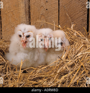 Junge Schleiereule Tyto alba im Nest in der landwirtschaftlichen Gebäude Stockfoto