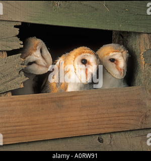 Drei junge Schleiereule Tyto alba im Nest in der landwirtschaftlichen Gebäude Stockfoto