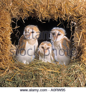 Drei junge Schleiereule Tyto alba im Nest in der landwirtschaftlichen Gebäude Stockfoto