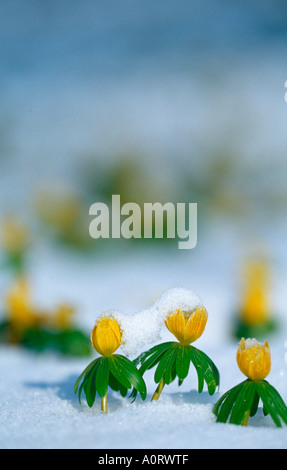 Winter-Aconitum / Kleiner Winterling Stockfoto