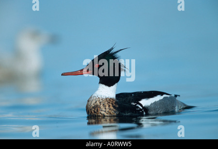 Red-breasted Meerganser / Mittelsaeger Stockfoto