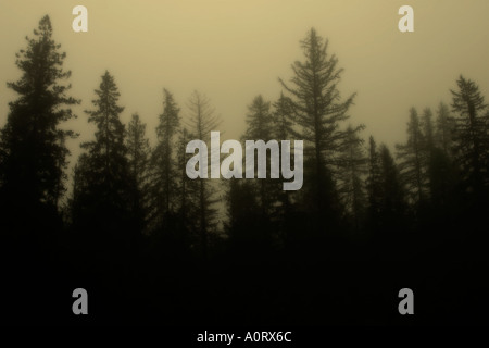 Silhouette der Baumkronen im Wald an einem nebligen Morgen Stockfoto