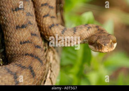 ASP Viper Stockfoto