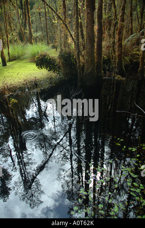 Tannin gefärbten Wasser von einem Sumpf in einem alten Podocarp Wald in der Nähe von Haast Südinsel Neuseeland Stockfoto