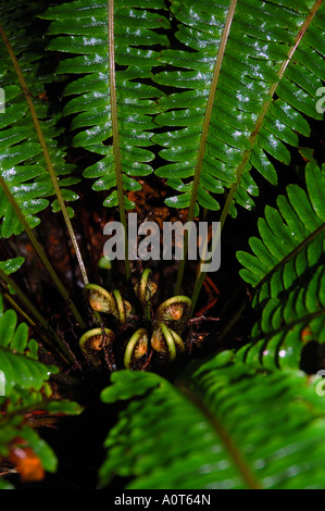 Uncurling Farn Wedel im feuchten Regenwald Milford Sound Fiordland Nationalpark Neuseeland Stockfoto