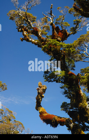 Grüne und rote Moos und Flechten wachsen auf knorrigen alten Buche Baum Nothofagus sp, Routeburn Track, Neuseeland Stockfoto