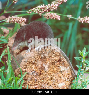 European Water Shrew Stockfoto