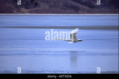 Singschwan im Flug über den zugefrorenen See. Hokkaido, Japan. Stockfoto