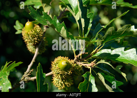 "Eicheln auf einem Gestrüpp Eiche Baum, Surrey" Stockfoto