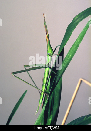 Mediterrane Slant-faced Grasshopper Stockfoto
