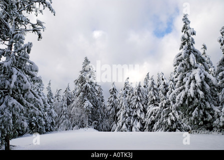 "Schnee am Cedar, ^ Schierling und Tanne Bäume Stockfoto