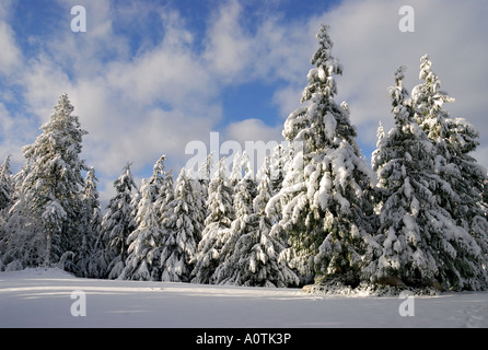 "Schnee am Cedar, ^ Schierling und Tanne Bäume Stockfoto