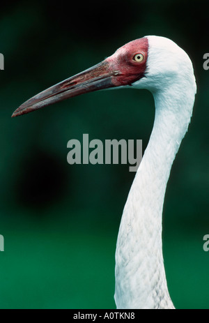 Große weiße Kranich / sibirischer Kranich Stockfoto