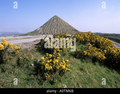 Gelber Ginster 2002 historisches Archivfoto von Carluddon Tip*, einem Müllhügel der Cornish Pyramid auf dem chinesischen Tonbergwerk in der Nähe von St. Austell Cornwall UK Stockfoto