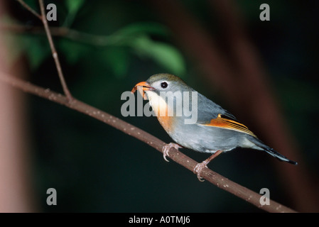 Pekin Robin / rot-billed Leiothrix Stockfoto