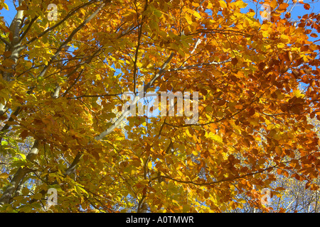 Fagus Sylvatica Buche zeigt Herbstfarben, Potteric Carr Nature Reserve, Doncaster, South Yorkshire. Stockfoto