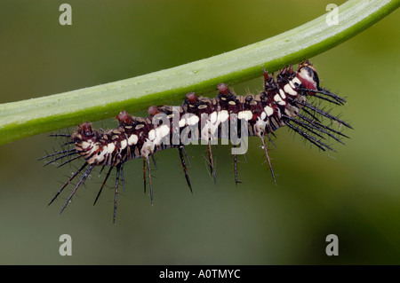Julia Heliconian Schmetterling Stockfoto