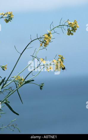 LUNDY Kohl Coincya Wrightii endemisch auf der Insel Lundy vor der Küste von Devon England Stockfoto