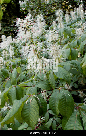 Bottlebrush Buckeye Stockfoto