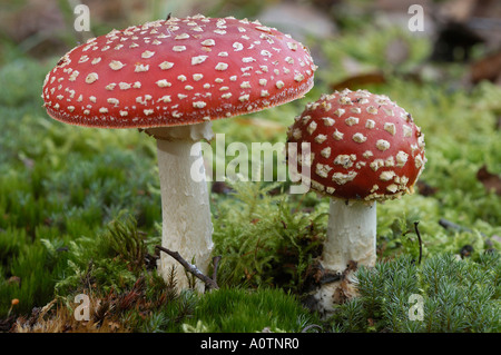 Fliegen Sie Amanita Pilz / Fliege Agaric Stockfoto