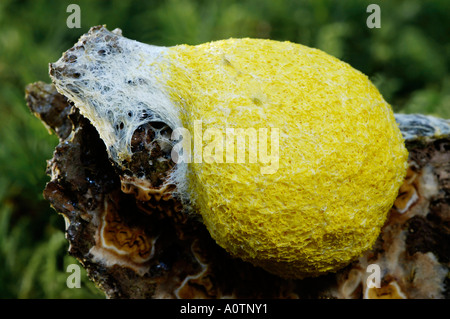 Schwefel-Schleim-Pilz Stockfoto