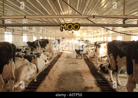 Amische Milchviehbetrieb in der Nähe von Arcola Illinois Stockfoto