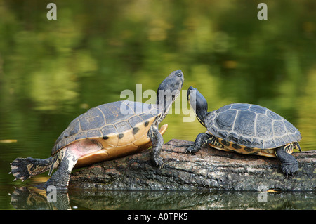 Rot-eared Slider Stockfoto