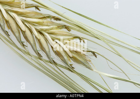 Weizen Stockfoto