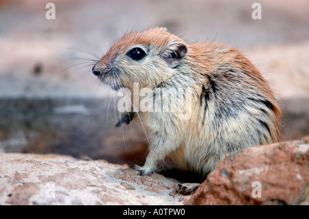 Fette Sand Ratte Stockfoto